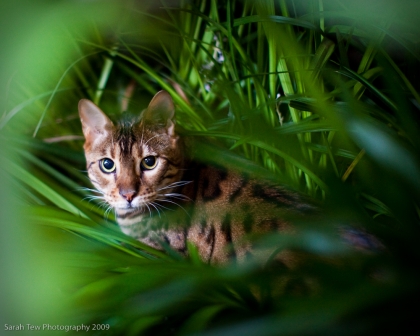 003Lola&Suzanne_SarahTewPhotography_BenghalCat